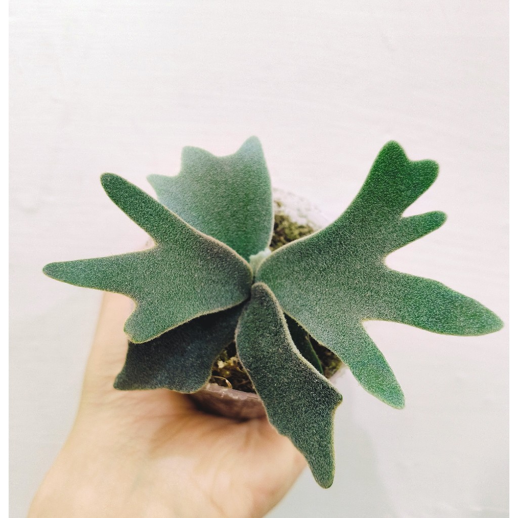 Nano孢子苗-P. Willinckii 'Nano' sporeling鹿角蕨侏儒爪哇上板植物
