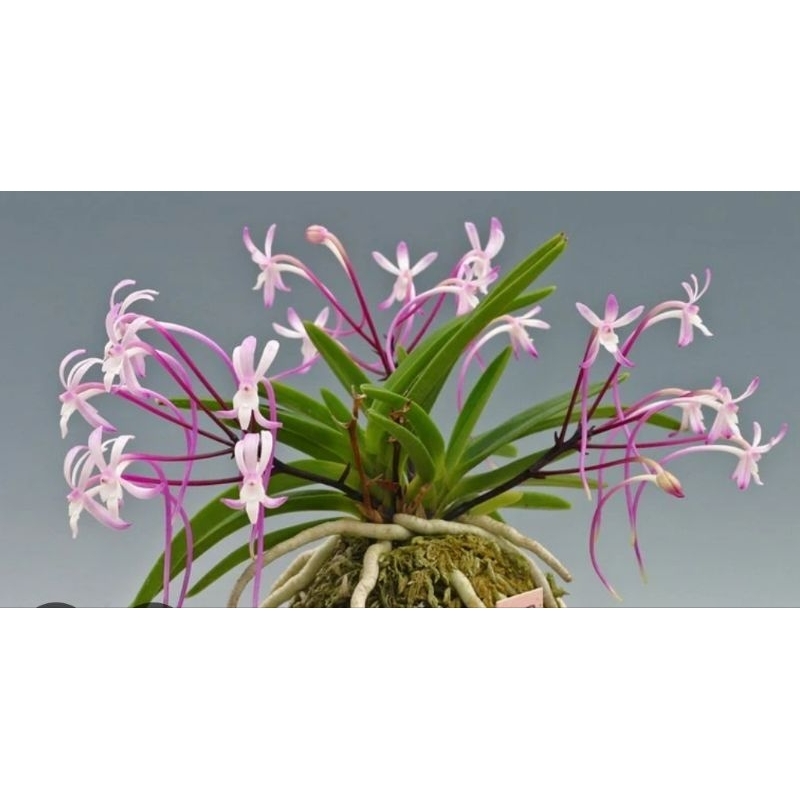 富貴蘭　朱天王白覆輪 宝石のような観葉植物のお店 【Jewelry Plant】 富貴蘭 朱天王白縞
