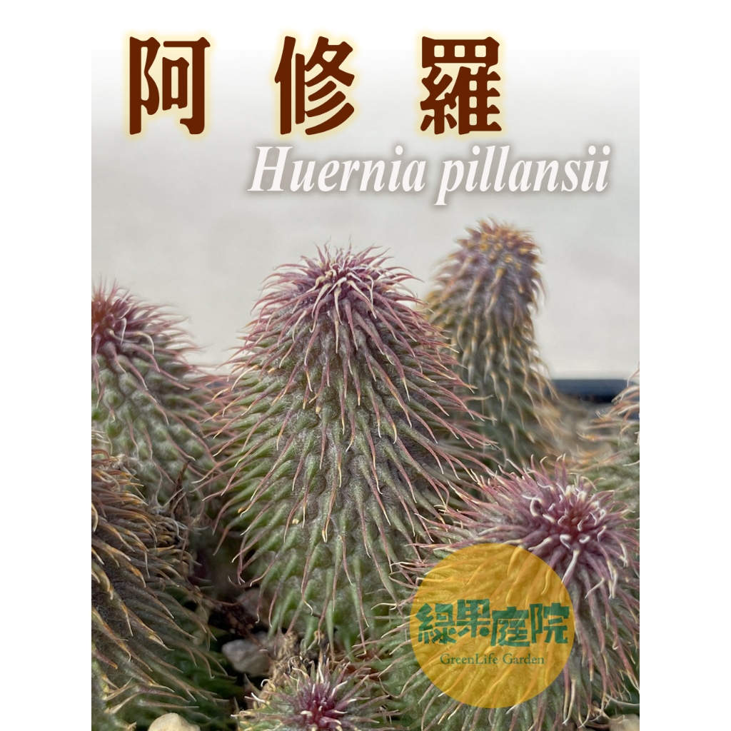 綠果庭院多肉植物阿修羅群生蘿藦科夾竹桃科多肉植物旱生植物塊根植物觀