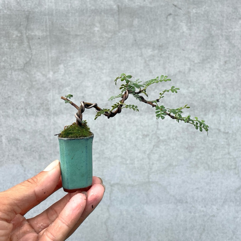 野趣小品盆栽》姬山椒．磯山椒（豆盆） | 蝦皮購物