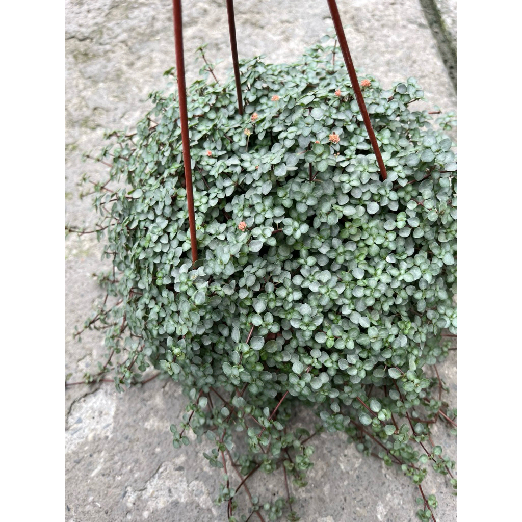 初花農場2店|雪花蔓|銀葉嬰兒淚｜3寸盆|觀葉植物| | 蝦皮購物
