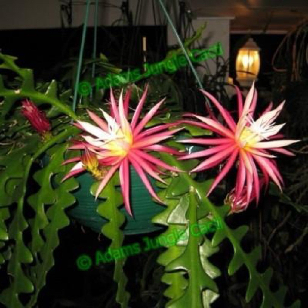 植物：魚骨曇花 魚骨箭令 鯊魚 仙人掌科令箭 Disocactusanguliger（無根條寄送 多肉） | 蝦皮購物