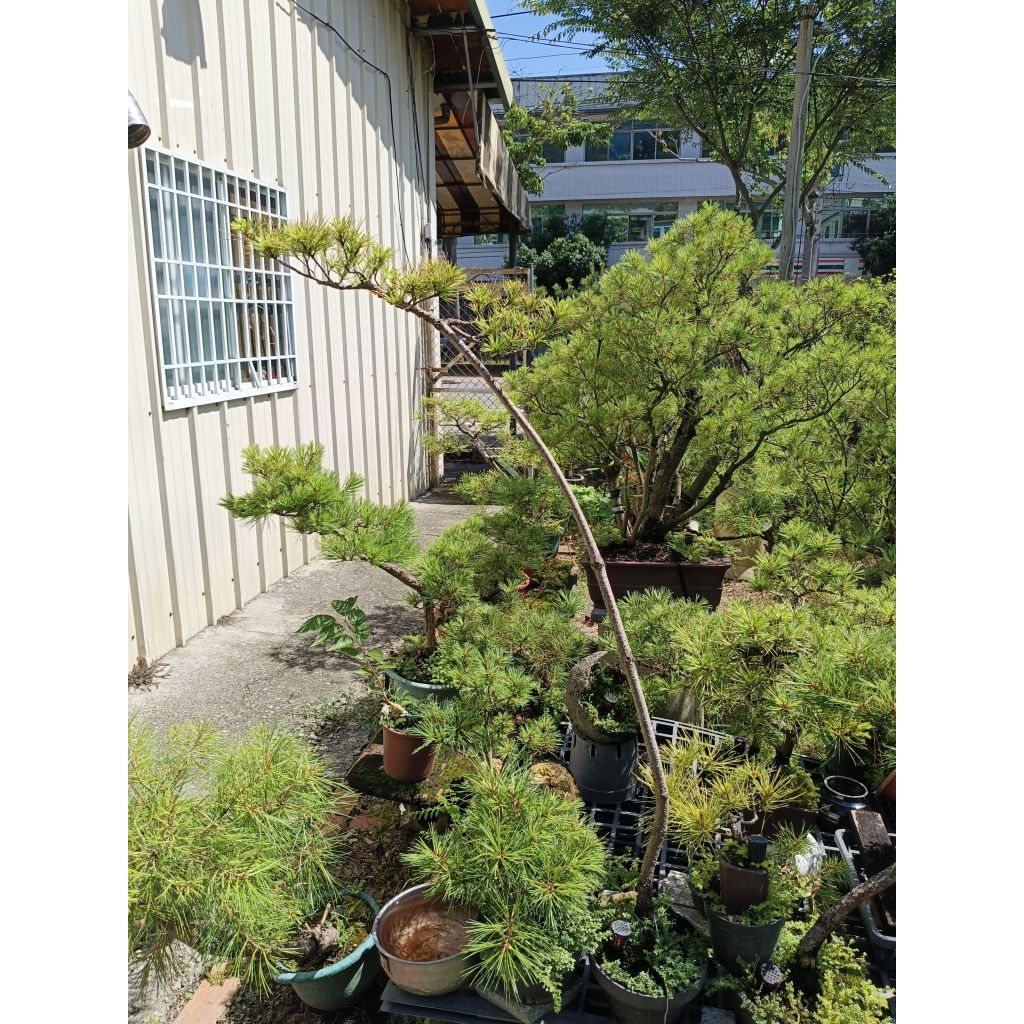 五葉松盆景/文人樹/15y | 蝦皮購物