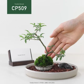 Tanaka Bonsai, 線上商店| 蝦皮購物