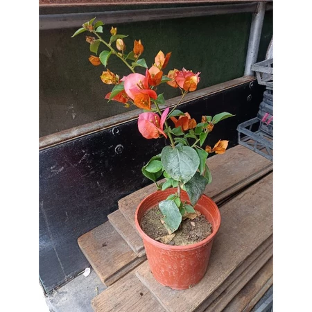 六宮粉黛 5吋盆