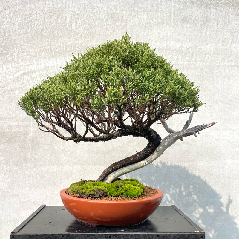 野趣小品盆栽》日本🇯🇵系魚川真柏91盆景．松柏盆栽（精品） | 蝦皮購物