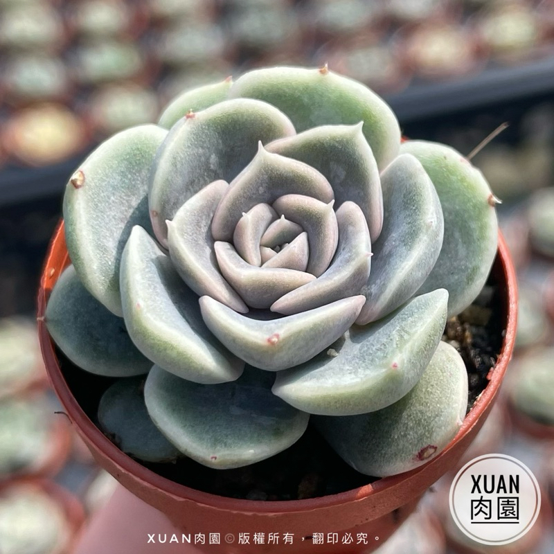 一吋迷你盆【泰尼漢堡】多肉植物|多肉|景天科|現貨|［Xuan肉園