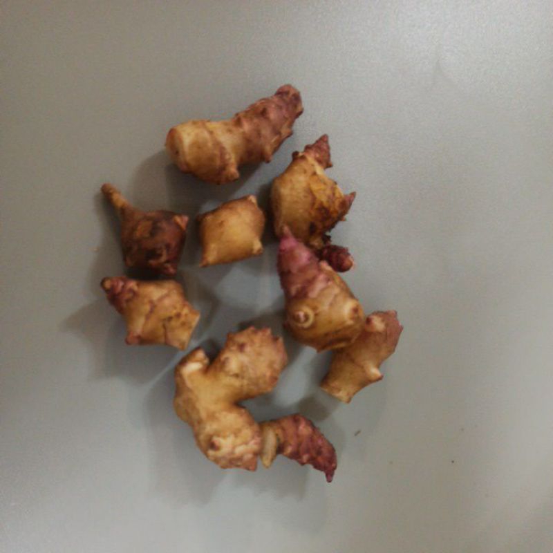 （紅皮）菊芋 洋薑 槐根 | 蝦皮購物