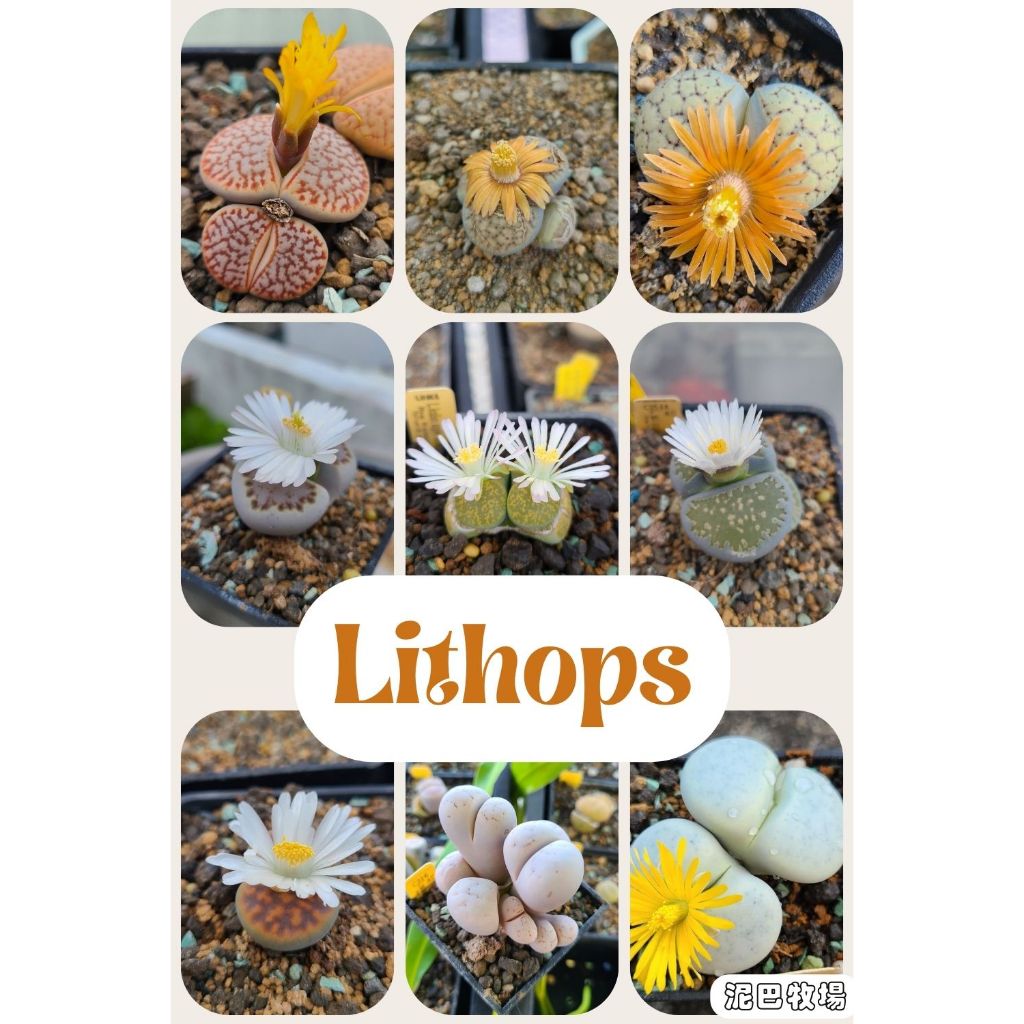 【泥巴牧場】【進口種子-南非】科爾編號 石頭玉 Lithops Cole No. 種子 柯爾 科爾 生石花 多肉 | 蝦皮購物