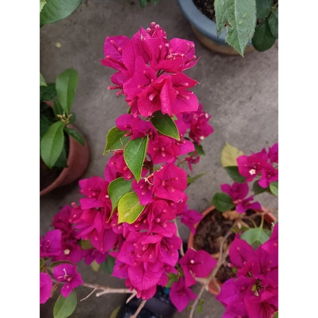 各種九重葛現剪枝條 粉紅騎士