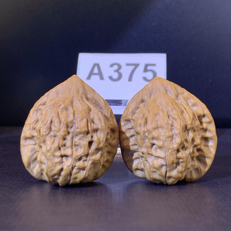 文玩堂：金公子文玩胡桃（高級上品） 文玩核桃小眾野生金公子34/33,34/37有修👍👍#375 | 蝦皮購物