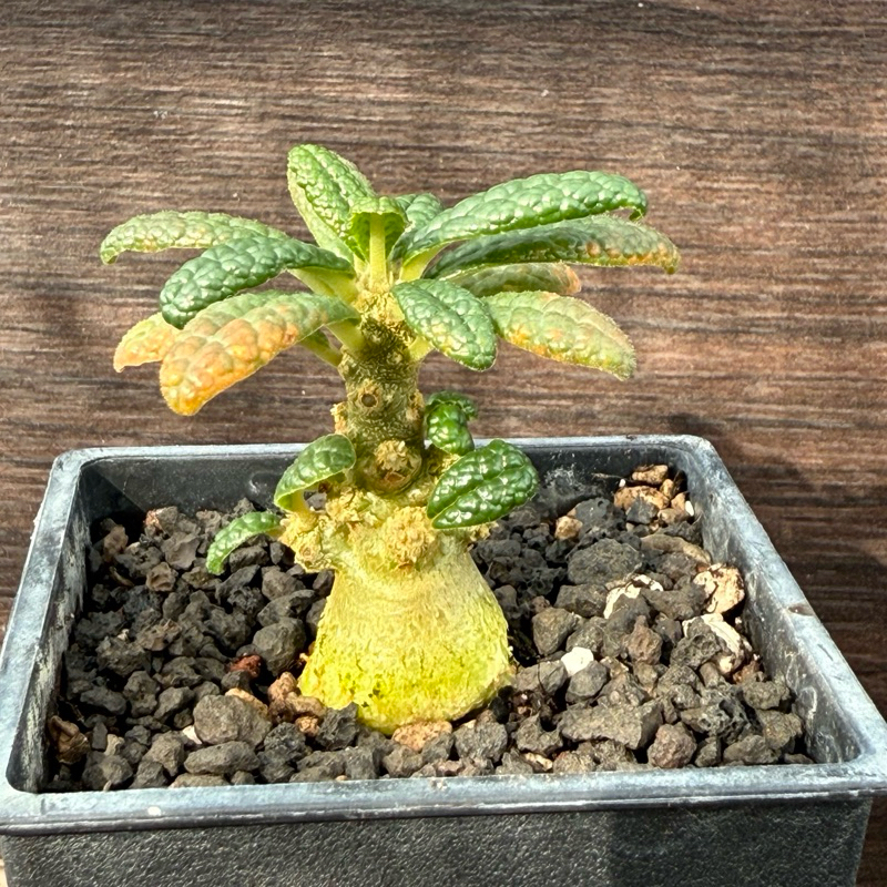 Dorstenia gigas 索島巨琉桑《實生株》#塊根#大戟#多肉植物#K&G