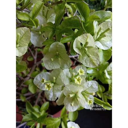 各種九重葛現剪枝條 白雪公主