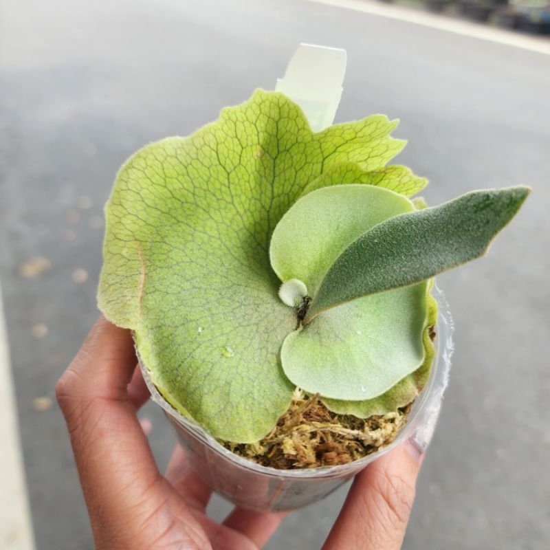 定價販售現拆獅子座鹿角蕨正側芽圖一二三P.willinckii Leonids