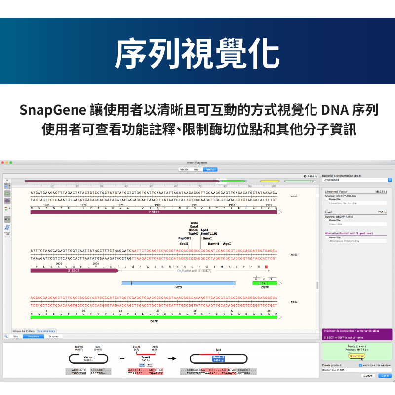 【2026年5月蝦皮最新版】 SnapGene 8.2.2 分子生物學 DNA 視覺化 序列 模擬 | 蝦皮購物