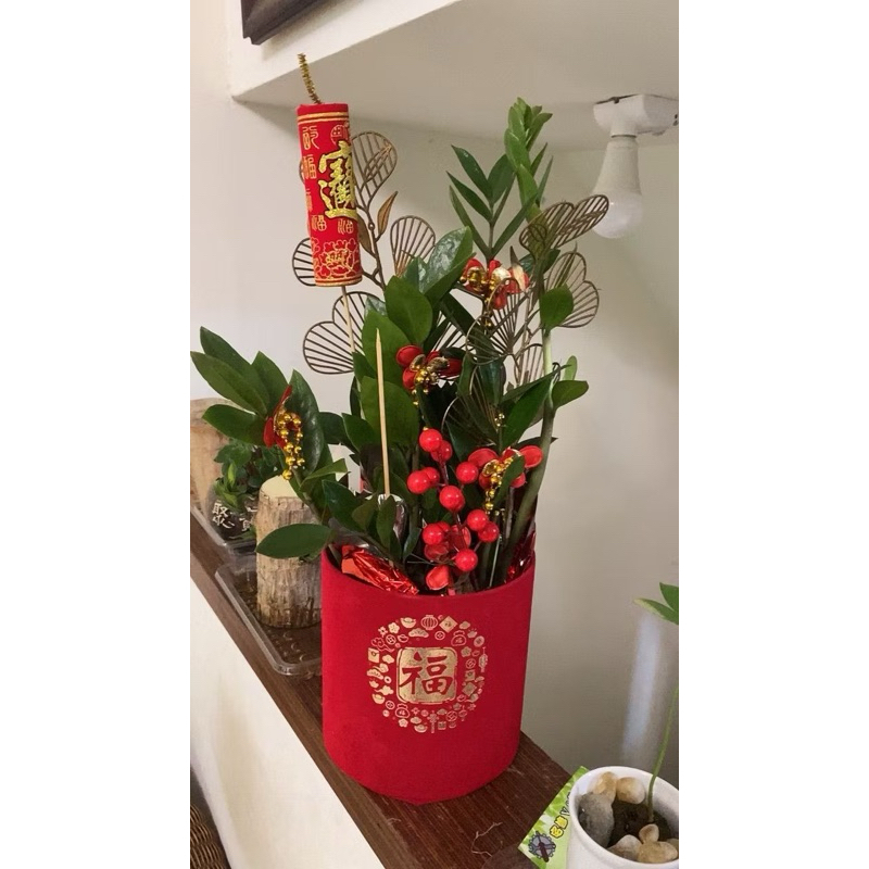 金錢樹開幕盆栽桌上型招財發財樹盆栽賀禮盆栽(60~75公分)桃園中壢楊梅