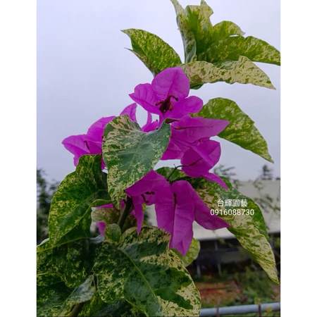 各種九重葛現剪枝條 美娜多