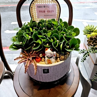 朵麗絲>開幕盆栽 圓葉發財樹 創意盆栽 A379