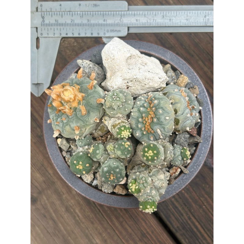 銀冠玉綴化/一物一拍/藤.園藝批發| 蝦皮購物