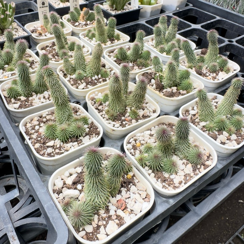花田多肉》🌵【阿修羅】 3吋盆多肉植物/多肉/蘿藦科/開花植物| 蝦皮購物