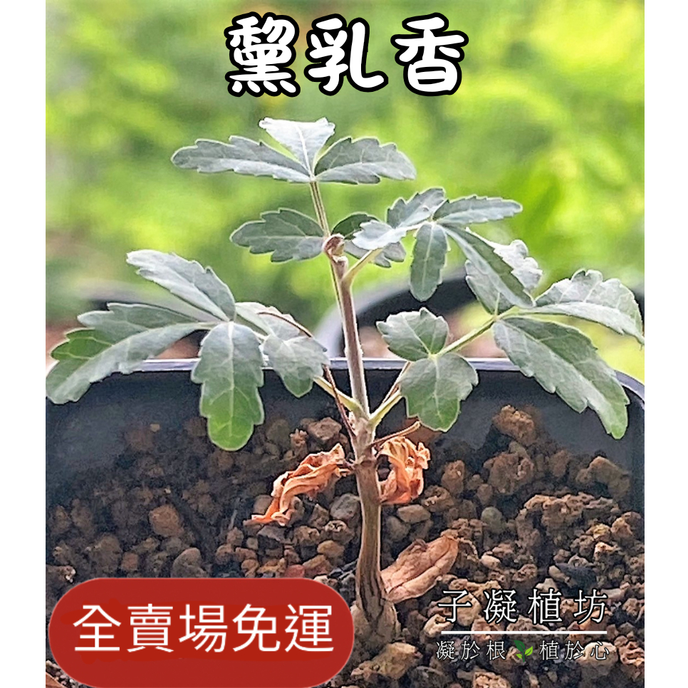 子凝植坊 KathyPlant, 線上商店 | 蝦皮購物
