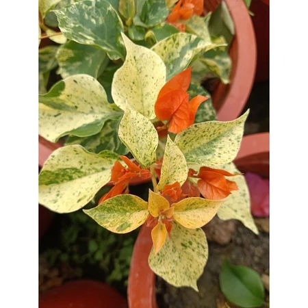 各種九重葛現剪枝條 粉金鑽