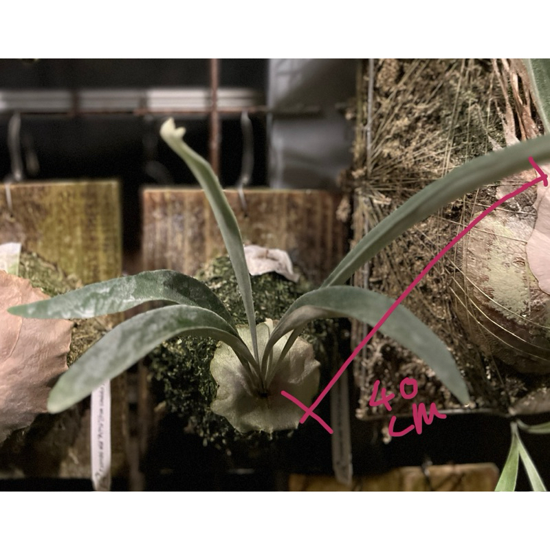來自日本vandaka plants P. veitchii wild VP#16 野澳銀| 蝦皮購物
