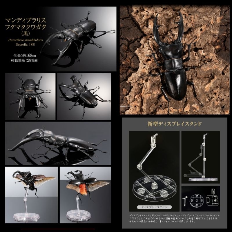 生物大圖鑑 長頸鹿鋸鍬形蟲/巨顎叉角鍬形蟲 單售一款 巨顎叉角鍬形蟲 (黑) 附展示支架 | 蝦皮購物