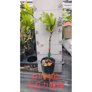 黑金剛蓮霧|優惠推薦- 蝦皮購物- 2025年4月 黑金剛蓮霧|優惠推薦- 蝦皮購物- 2025年4月