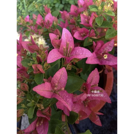 各種九重葛現剪枝條 卡雅達