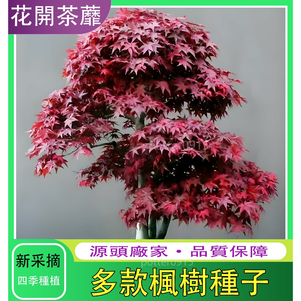 💗台灣現貨現發💗 楓樹 紅楓樹 千島紅楓種子 日本紅楓樹 舞姬紅楓 庭院 別墅 道路 植物綠化楓樹發芽率99% | 蝦皮購物