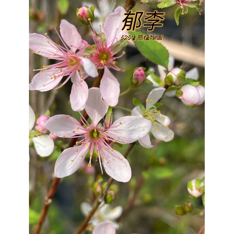 『525生態植物園』郁李（常棣，雀梅）種子可製成中藥，綠籬，盆景，觀賞，觀花或藥用植物 | 蝦皮購物