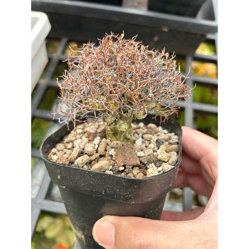 萬物想Tylecodon reticulatus | 蝦皮購物