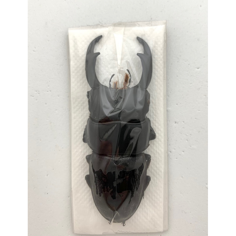 Dorcus ritsemae volscens(WILD) | 蝦皮購物