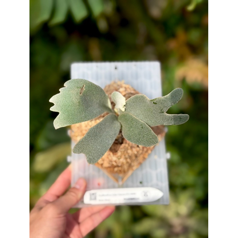 蕨的想買就買] P. willinckii cv. Celso Tatsuta(TC)賽爾索【上水晶板