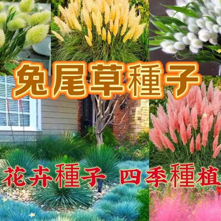 新採摘 兔尾草種子 多款兔尾草種子 矮蒲葦 兔尾草種子 觀賞草種子 耐寒耐熱易種植 花卉種子 | 蝦皮購物