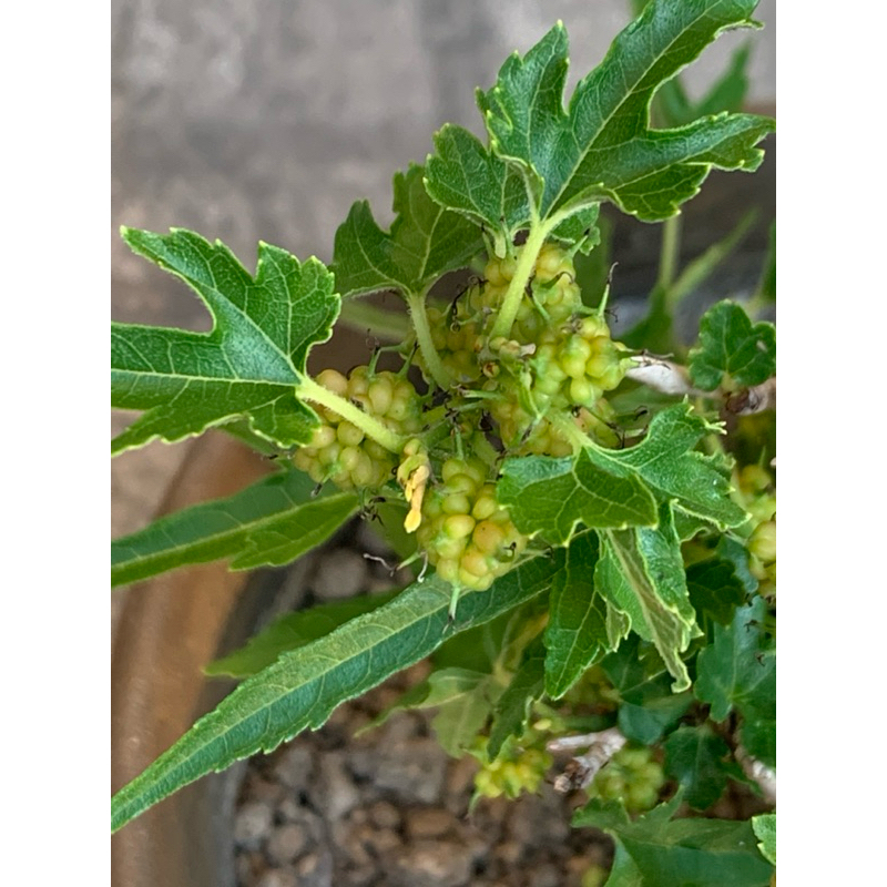 植plant & flower ~ 姬桑椹 日本一才桑 日本選拔 盆栽素材 | 蝦皮購物
