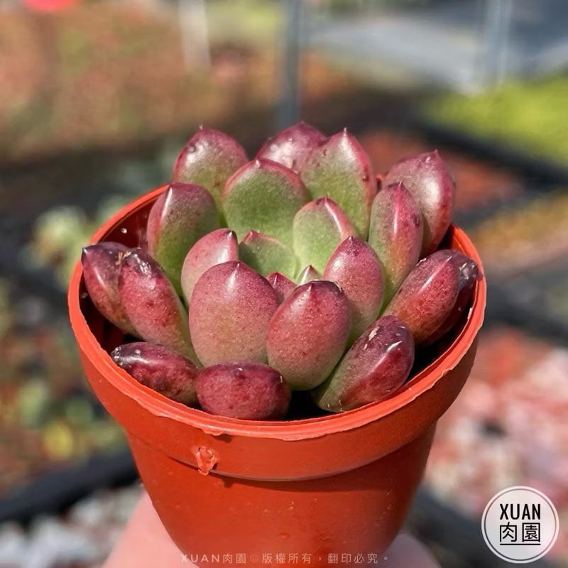 一吋盆多肉植物【一吋盆有量區】 超Q豆盆小多肉（非種子）可自選品種