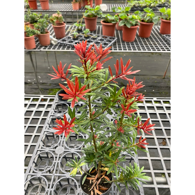 大自然種苗園~紅珊瑚（新品種）羅漢松扦插苗高40~50公分| 蝦皮購物