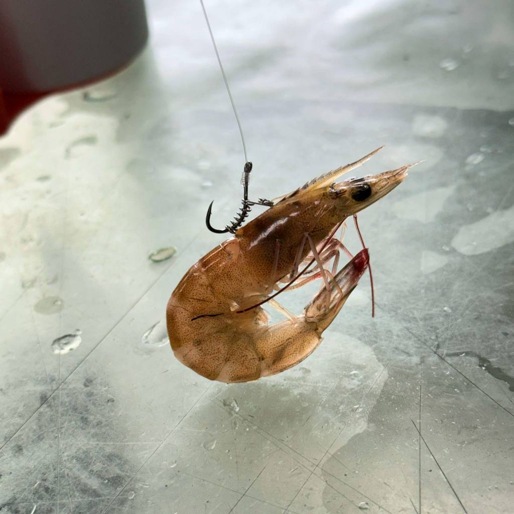 蝦背勾 蝦背鉤 彈簧活蝦背勾背鉤 彈簧 橡皮筋 單入 磯釣 海釣場 活蝦 海釣 大小可選 | 蝦皮購物