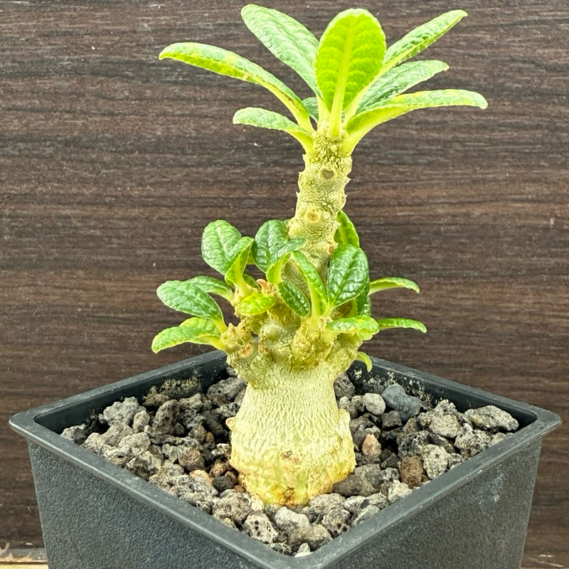 Dorstenia gigas 索島巨琉桑《實生株》#塊根#大戟#多肉植物#K&G
