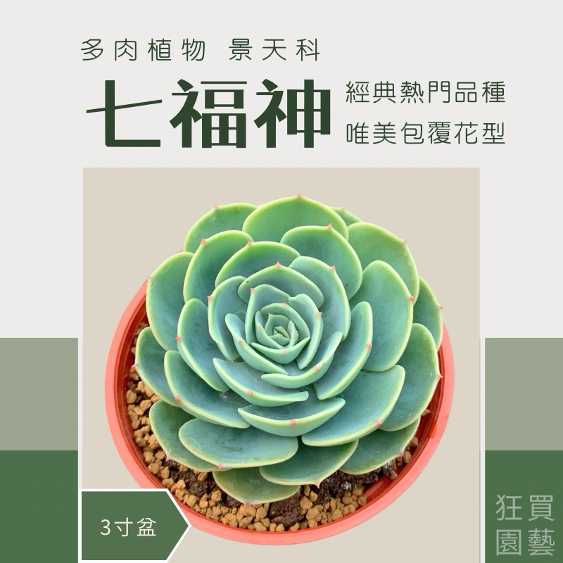 狂買園藝］ 多肉植物七福神3寸盆/多肉盆栽/多肉送禮/仙人掌/送禮小物