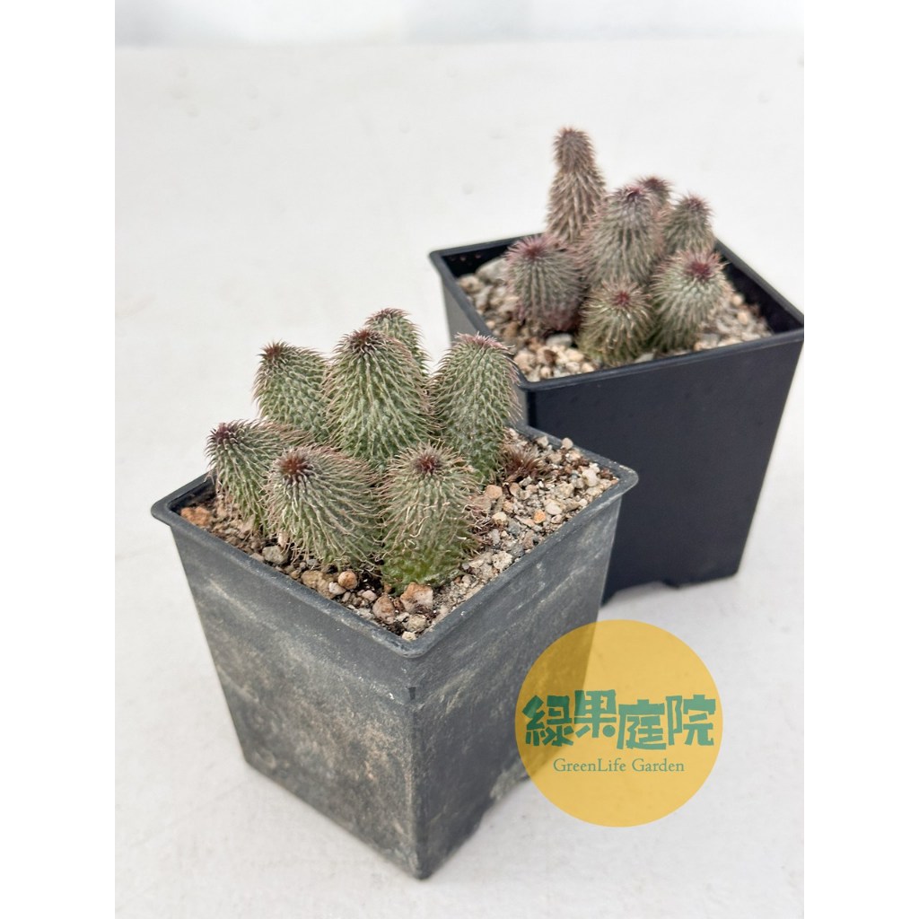 綠果庭院多肉植物阿修羅群生蘿藦科夾竹桃科多肉植物旱生植物塊根植物觀