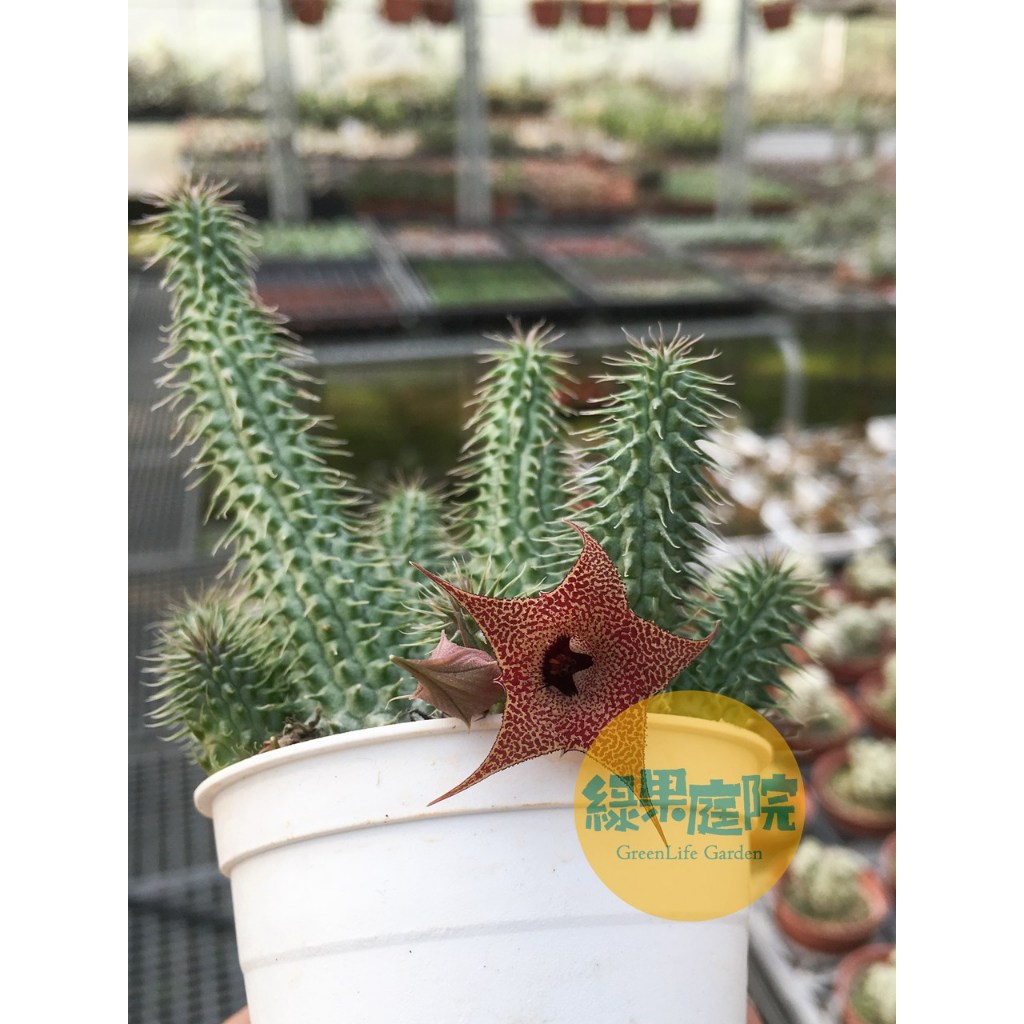 綠果庭院多肉植物阿修羅群生蘿藦科夾竹桃科多肉植物旱生植物塊根植物觀