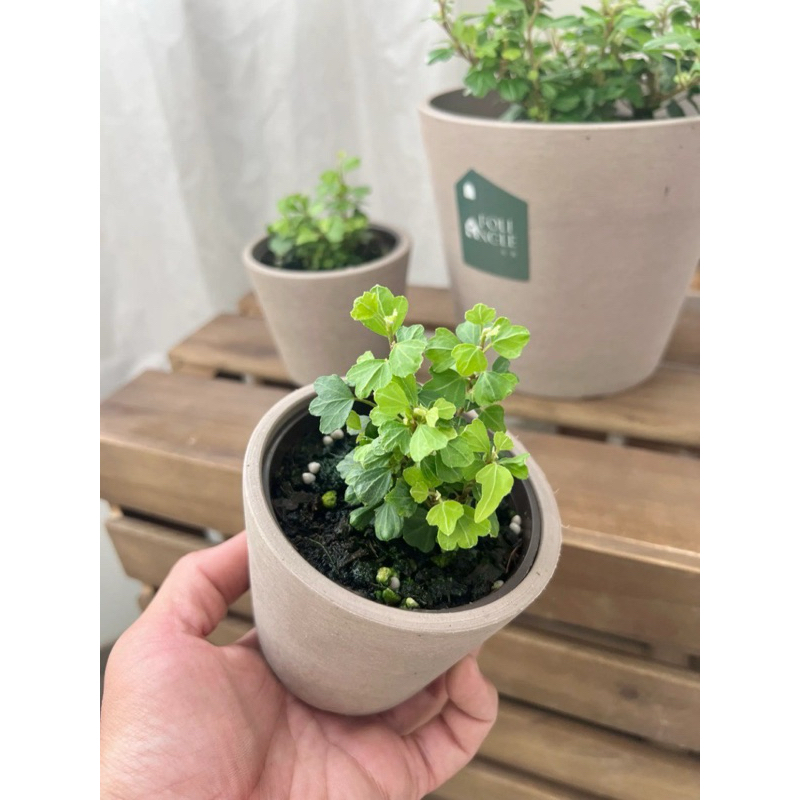 Hedera helix 'Duck Foot' |