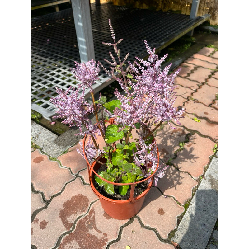 初花農場2店｜麝香木｜3寸盆/5寸盆/6寸盆｜香花灌木，好照顧，適合圍籬