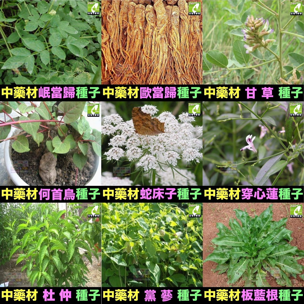🍁㊣中藥種子 當歸 岷當歸 歐當歸 甘草 何首烏 蛇床子 穿心蓮 杜仲 黨蔘 板藍根 中藥材植物種子 可盆栽 | 蝦皮購物