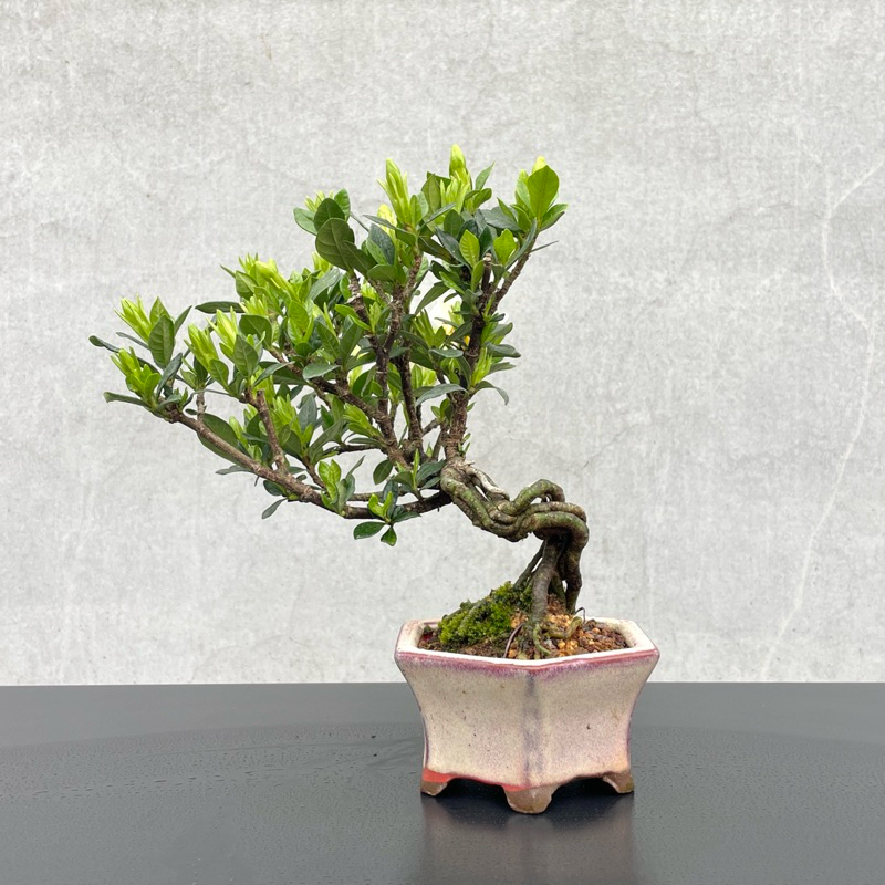 野趣小品盆栽》梔子花（日本品種·一寸法師）原株非嫁接| 蝦皮購物