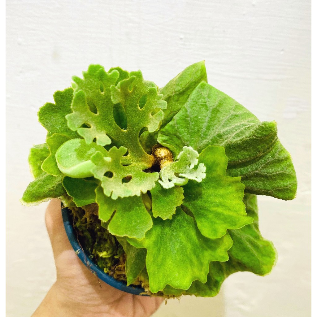 侏儒銀葉亞猴-P.Ridleyi dwarf silver 鹿角蕨侏儒亞猴迷你亞猴