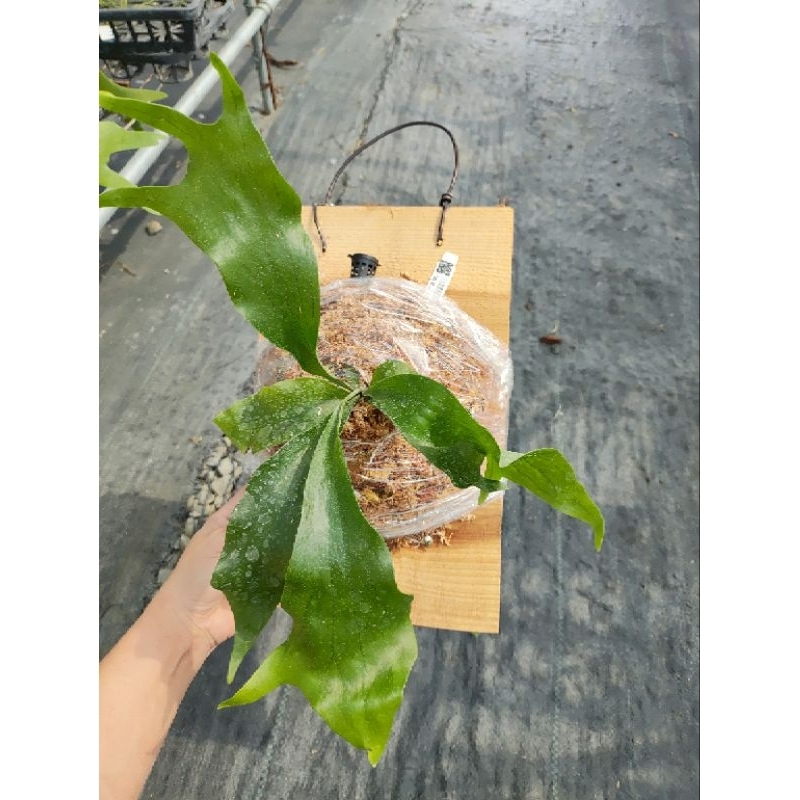 Platycerium Mt.lewis × hillii Trident Platycerium Mt.Lewis 'Dwarf' - Rare Collectible Plant
